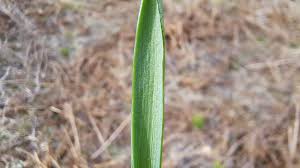 Attēlu rezultāti vaicājumam “Muscari botryoides leaf”