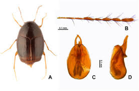 Attēlu rezultāti vaicājumam “Scaphisoma sp.”