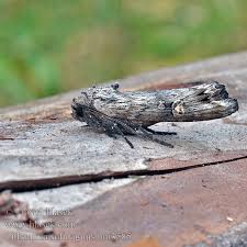 Attēlu rezultāti vaicājumam “Lithomoia solidaginis”