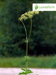 Attēlu rezultāti vaicājumam “Heracleum sphondylium subsp. sibiricum leaf”