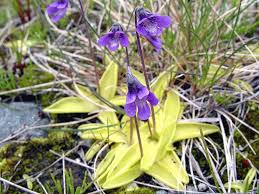 Attēlu rezultāti vaicājumam “Pinguicula vulgaris flower”