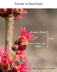 Attēlu rezultāti vaicājumam “Acer saccharinum flower”