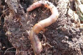 Attēlu rezultāti vaicājumam “Lumbricus terrestris”