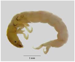 Attēlu rezultāti vaicājumam “Hadula trifolii larva”