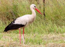 Attēlu rezultāti vaicājumam “Ciconia ciconia”