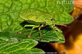Attēlu rezultāti vaicājumam “Palomena prasina nymph”