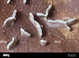 Attēlu rezultāti vaicājumam “Physarum bivalve spores”