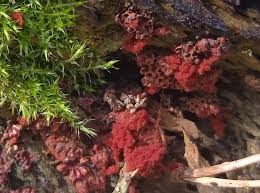 Attēlu rezultāti vaicājumam “Arcyria imperialis”