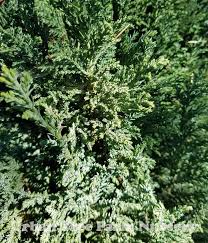 Attēlu rezultāti vaicājumam “Chamaecyparis lawsoniana”