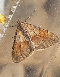 Attēlu rezultāti vaicājumam “Pennithera firmata”