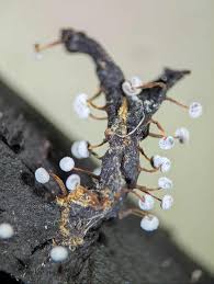 Attēlu rezultāti vaicājumam “Didymium xanthopus spores”