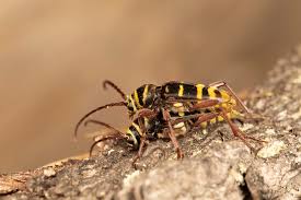 Attēlu rezultāti vaicājumam “Plagionotus detritus”