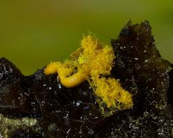 Attēlu rezultāti vaicājumam “Hemitrichia serpula macro”