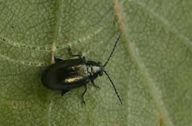 Attēlu rezultāti vaicājumam “Altica sp.”