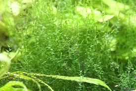 Attēlu rezultāti vaicājumam “Drepanocladus aduncus”