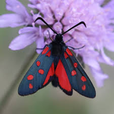 Attēlu rezultāti vaicājumam “Zygaena filipendulae exuvia”