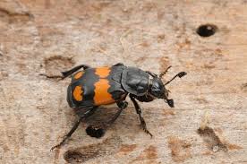 Attēlu rezultāti vaicājumam “Nicrophorus vespillo”