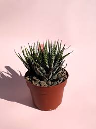 Image result for Haworthia