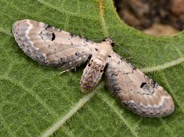 Attēlu rezultāti vaicājumam “Eupithecia centaureata”