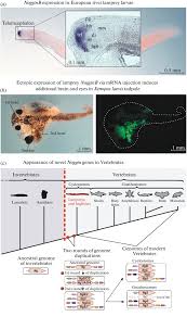 Attēlu rezultāti vaicājumam “Lampetra fluviatilis”