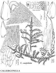Attēlu rezultāti vaicājumam “Calliergonella cuspidata”