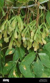 Attēlu rezultāti vaicājumam “Acer negundo”