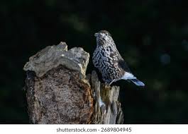 Attēlu rezultāti vaicājumam “Nucifraga caryocatactes”