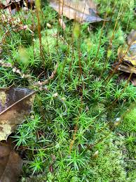 Attēlu rezultāti vaicājumam “Polytrichum juniperinum sporophyte”
