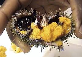 Image result for Strongylocentrotus droebachiensis