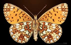 Attēlu rezultāti vaicājumam “Clossiana selene underside”