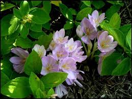 Attēlu rezultāti vaicājumam “Colchicum autumnale”