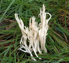 Attēlu rezultāti vaicājumam “Ramariopsis kunzei”