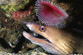 Image result for Gymnothorax vicinus