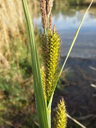Attēlu rezultāti vaicājumam “Carex riparia”