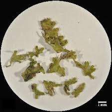 Attēlu rezultāti vaicājumam “Riccardia incurvata”