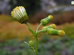Attēlu rezultāti vaicājumam “Senecio vulgaris flower”