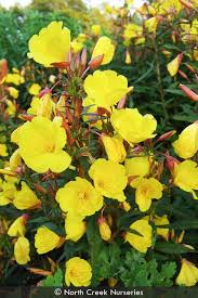 Attēlu rezultāti vaicājumam “Oenothera rubricauli flower”