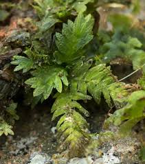 Attēlu rezultāti vaicājumam “Riccardia chamaedryfolia”