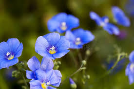 Attēlu rezultāti vaicājumam “Linum usitatissimum flower”