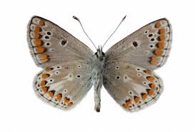 Attēlu rezultāti vaicājumam “Aricia artaxerxes  female”