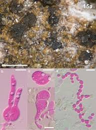 Attēlu rezultāti vaicājumam “Tremella ramalinae”