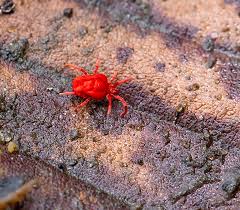 Attēlu rezultāti vaicājumam “Bryobia praetiosa”