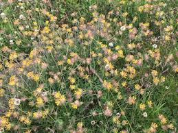 Attēlu rezultāti vaicājumam “Anthyllis arenaria”