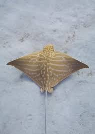 Image result for Aetomylaeus bovinus