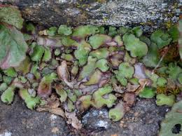 Attēlu rezultāti vaicājumam “Reboulia hemisphaerica”