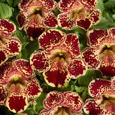 Image result for Mimulus x hybrida