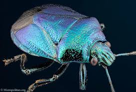 Attēlu rezultāti vaicājumam “Zicrona caerulea”