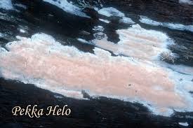 Attēlu rezultāti vaicājumam “Sidera lenis”