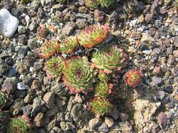 Image result for echtes Hauswurz