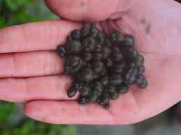 Attēlu rezultāti vaicājumam “Nostoc commune”